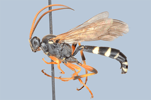 Ichneumon sarcitorius